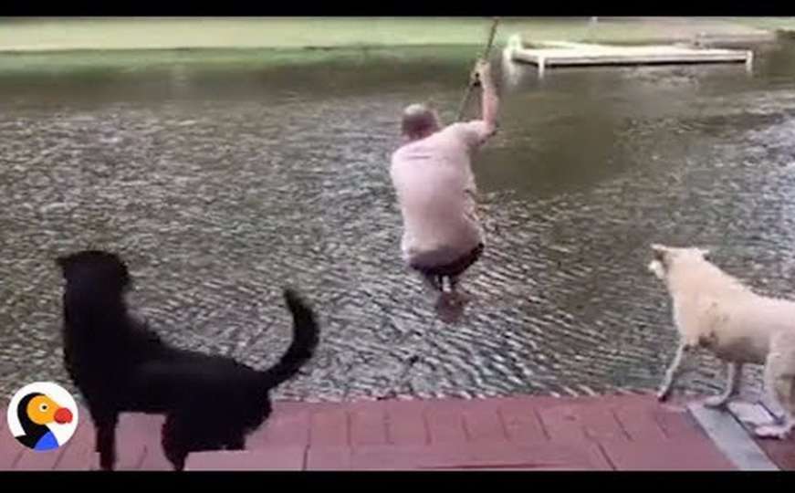 Psi uskočili u vodu kako bi "spasili" svoga vlasnika i postali hit