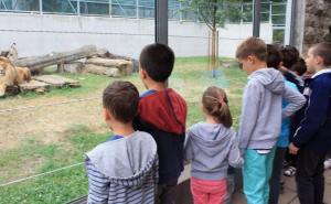Povećane posjete Pionirskoj dolini: Sarajlije vole "zoo-bebe"