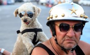 Motorist i njegov pas suvozač postali prava atrakcija