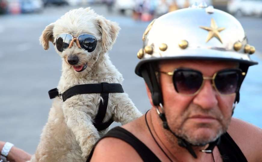 Motorist i njegov pas suvozač postali prava atrakcija