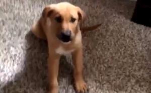 Kako pas odgovara vlasniku na riječi “hvala ti”