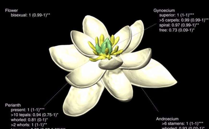Otkriveno kako je prije 140 miliona godina izgledao prvi cvijet
