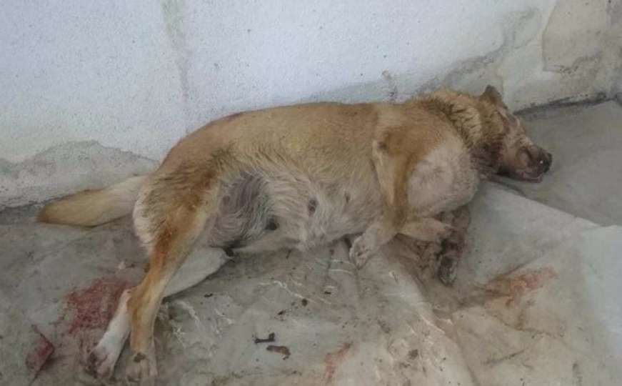 Zavidovići: Pas mučki ubijen hicima iz vatrenog oružja
