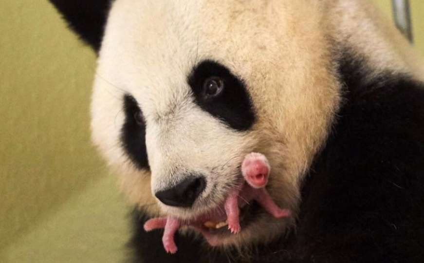 Panda Huan Huan okotila blizance: Samo jedno preživjelo