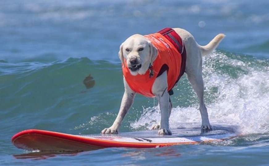Zabava bez granica: Svjetsko tamičenje za pse koji surfaju