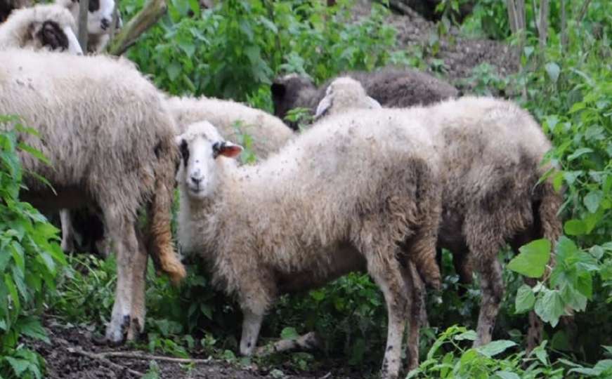 U TK-u otkrivene tri ovce pozitivne na brucelozu