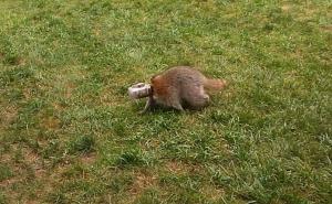 Spasili rakuna čija se glava zaglavila u tegli od kikiriki putera