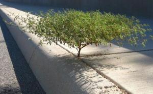 Drveće koje se ne predaje čovjeku 