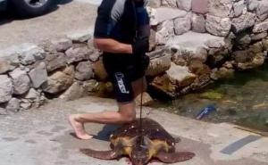 Uznemirujuća fotografija: Ubicu morske kornjače u Crnoj Gori čeka kazna