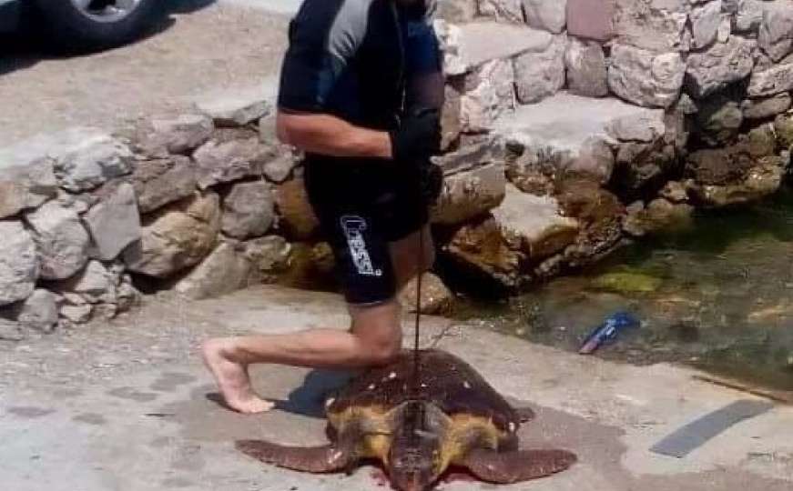 Uznemirujuća fotografija: Ubicu morske kornjače u Crnoj Gori čeka kazna