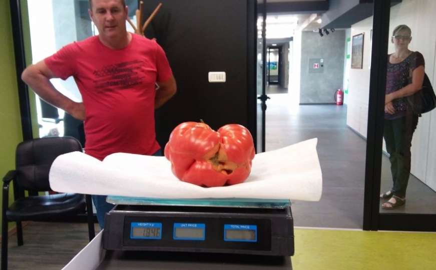 Državni rekord: Poljoprivrednik u Kaknju uzgojio paradajz težak 1,8 kilograma