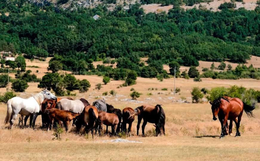 Vožnja preko Kupresa u radosti iščekivanja susreta sa divljim konjima