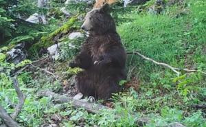 Medvjed kod Skender Vakufa napao svinju tešku 170 kilograma