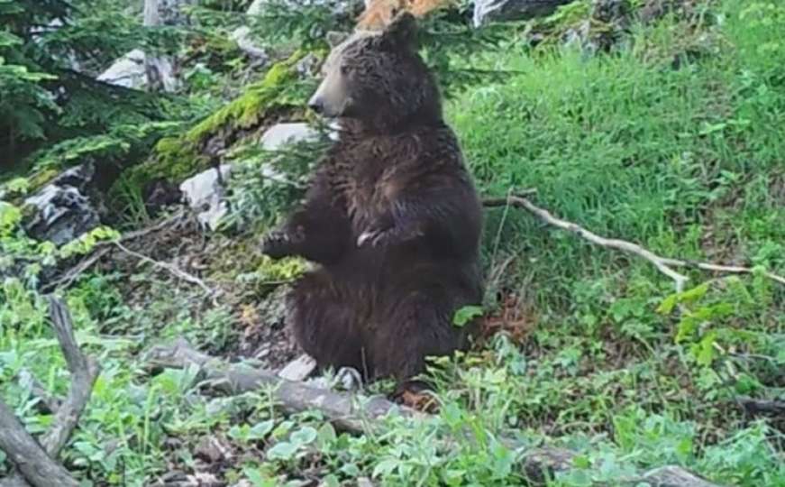 Medvjed kod Skender Vakufa napao svinju tešku 170 kilograma