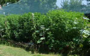 Uhapšen 57-godišnjak: U dvorištu napravio plantažu i uzgajao marihuanu