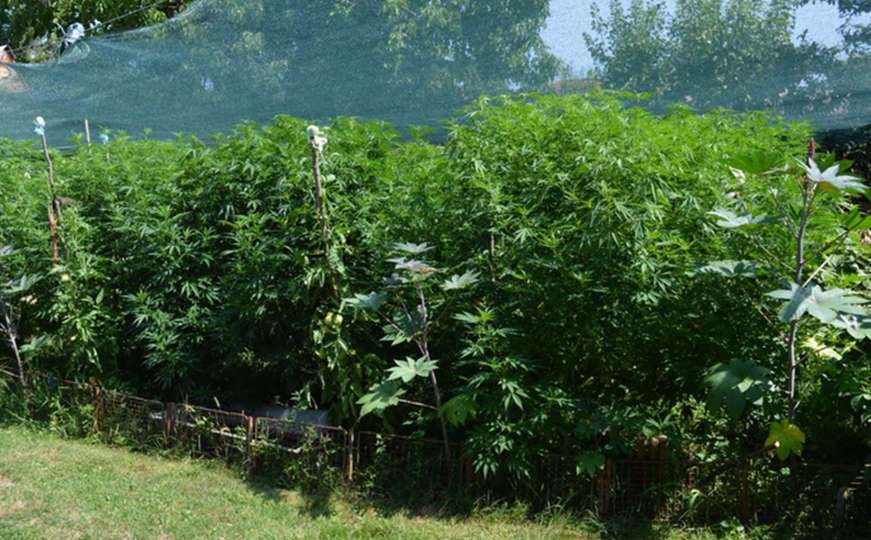 Uhapšen 57-godišnjak: U dvorištu napravio plantažu i uzgajao marihuanu
