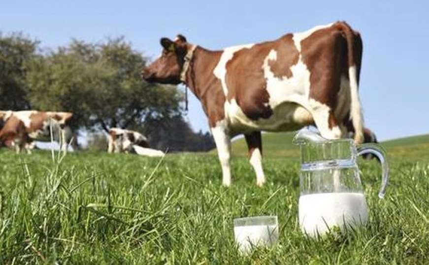 Bićo: Zbog suše u FBiH prepolovljena proizvodnja mlijeka