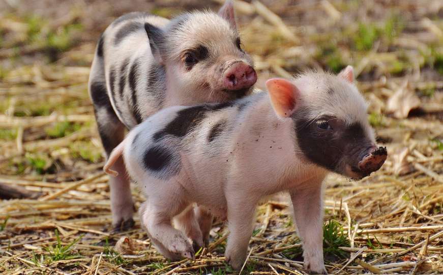 Stvorene genetski modificirane svinje čiji organi bi se mogli transplantirati ljudima