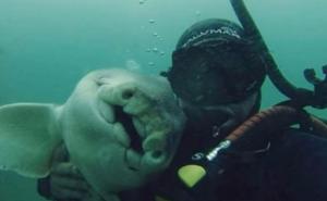 Ženka ajkule već sedam godina dolazi da se mazi sa roniocem