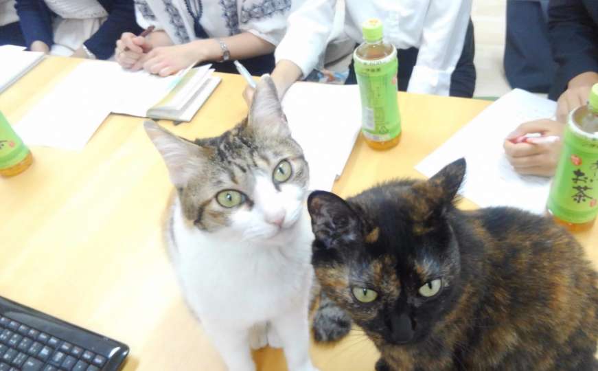 Mačke pomažu zaposlenicima da se bore protiv stresa