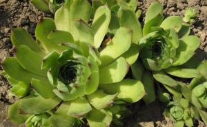 Čudesne moći čuvarkuće: Biljka koju morate imati u svome domu 