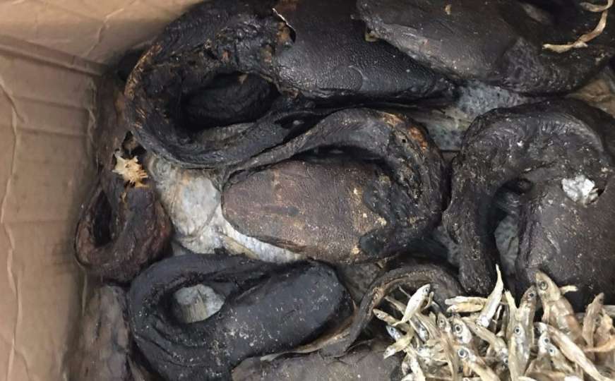 Njemački carinici otkrili paket s 20 zmijskih glava