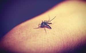 Naukom zavarali komarce da ne grizu ljude