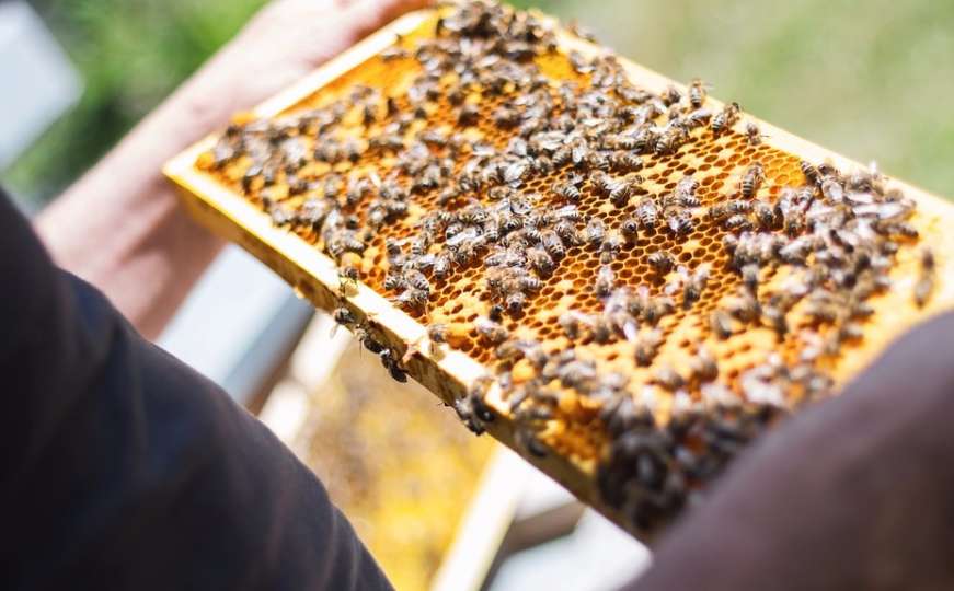 Nevolja za pčelarstvo: Zbog suše sve manje meda u BiH