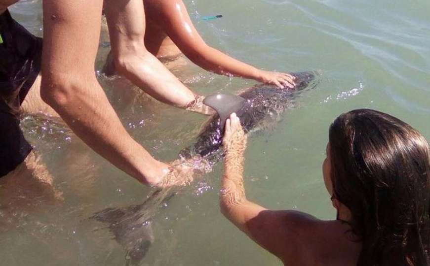 Turisti se željeli slikati s delfinom, on uginuo nakon 15 minuta 