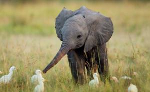 Slonići koji će vam izvući osmijeh na lice