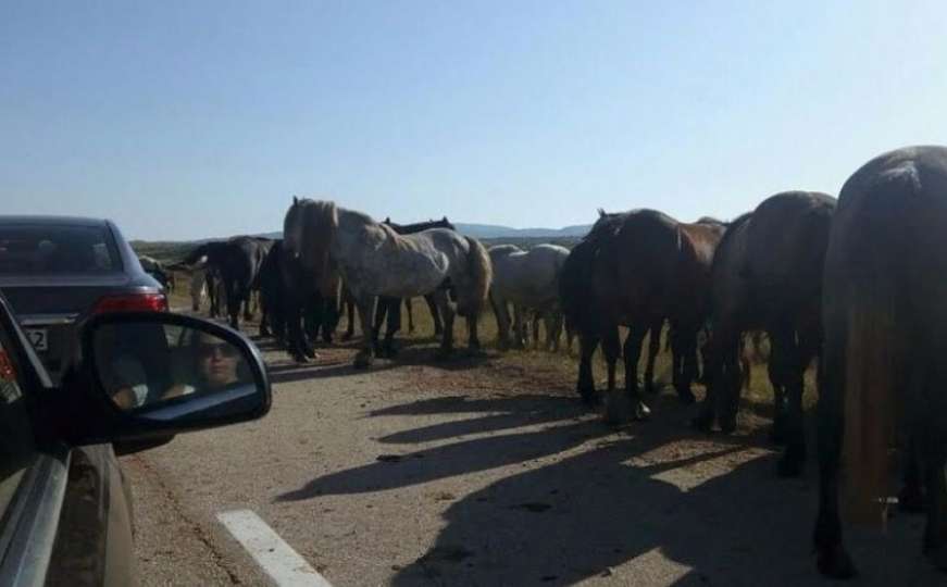 Livno: Poludivlji konji sve češće uzrokuju saobraćajne nesreće