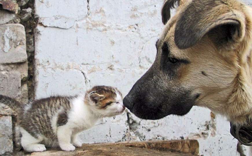Životinjski susreti: Psi i mačke koji će vas nasmijati do suza