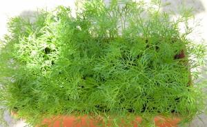 Začinska biljka za bolji apetit i miran san