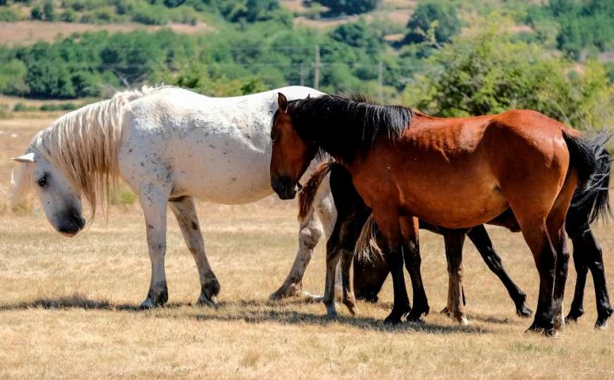 U Ljubljani trajno čuvanje gena bosanskog brdskog konja