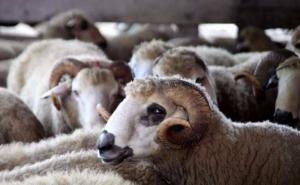 Kupovanje kurbana od povratnika putem Islamske zajednice u Srebrenici