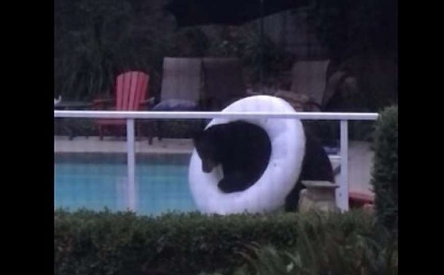 Nesiguran plivač: Medvjed posjetio bazen i poslužio se pojasom za kupanje
