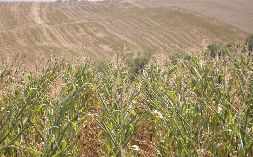 Nevolje poljoprivrednika zbog suše: Gutić najavljuje veće poticaje