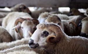 Pleh: Medresa žrtvuje kurbane za vjernike koji nemaju uvjete