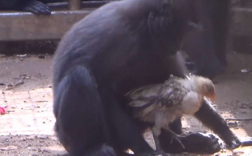 Makaki majmunica usvojila pile