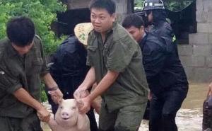 Jeste li ikad vidjeli svinju sretniju od ove?