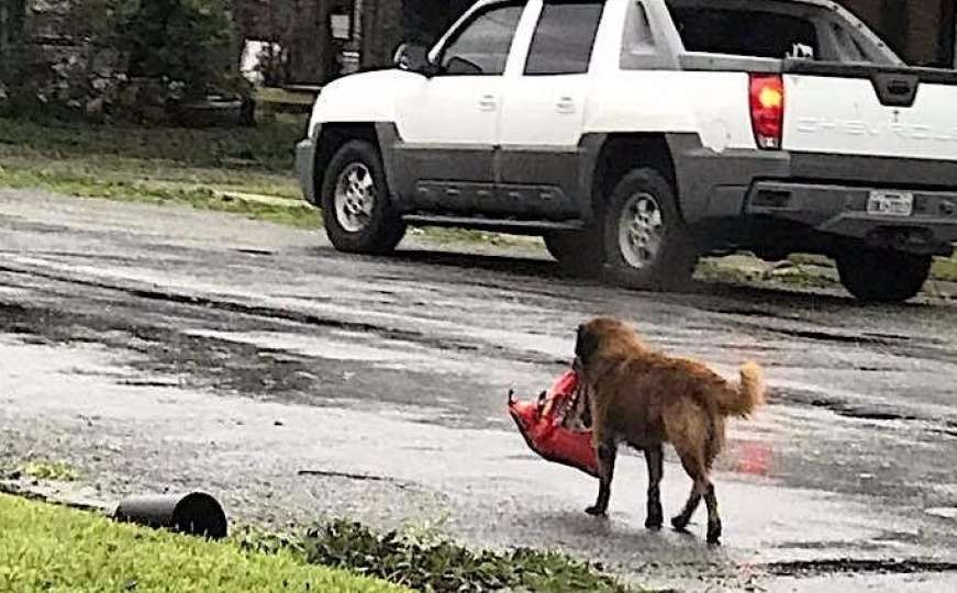 Pas Otis postao lokalni heroj nakon oluje u Texasu