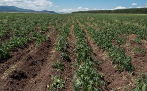 Agroindustrija bilježi rast izvoza od 17,43 posto 