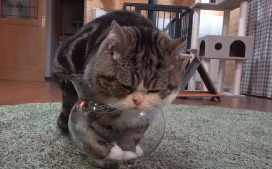 Velika maca se pokušava ugurati u malu zdjelu