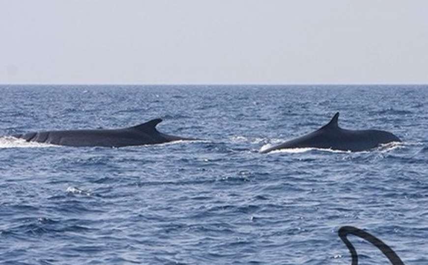 Na Jadranskom moru viđena dva divovska kita 
