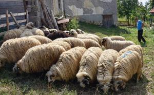 Uzgoj i prodaja kurbana višedecenijska tradicija porodice iz Lukomira