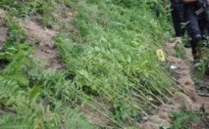 Maloljetnici u Bosanskom Brodu uzgajali indijsku konoplju