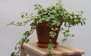 Biljke koje pročišćavaju zrak u kući