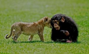Prijateljstvo uprkos razlikama: Lavić i majmun postali najbolji prijatelji