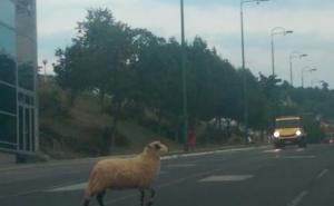 Zalutali kurban na Alipašinu