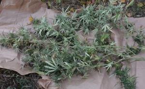 U Kozluku pronađeno više od 10 kilograma indijske konoplje 